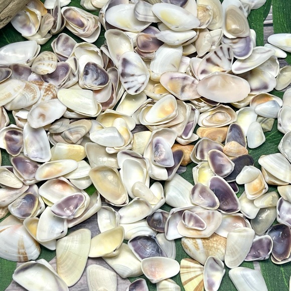 100 Florida Assorted Shells Coquinas, Tellins, Wedge Mixed 
Collect DIY Crafting - Picture 3 of 16